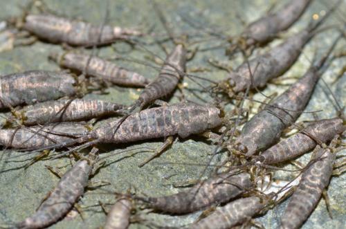 Petrobius sp.